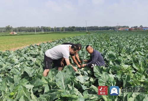 源頭把控鑄就品質(zhì)豐碑——山東強(qiáng)盛集團(tuán)臨沂市場(chǎng)赴蔬菜基地考察調(diào)研紀(jì)實(shí)